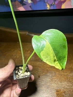 Monstera Deliciosa Aurea Large Form 1