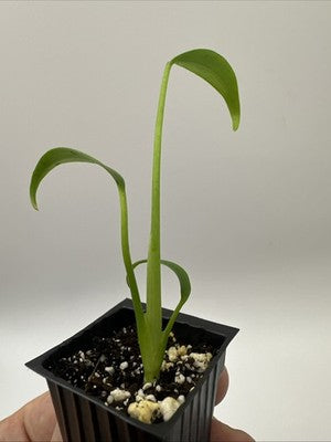 Monstera Burle Marx Flame #33.16