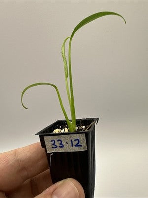 Monstera Burle Marx Flame #33.12