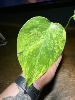 Monstera Deliciosa Aurea Large Form 1