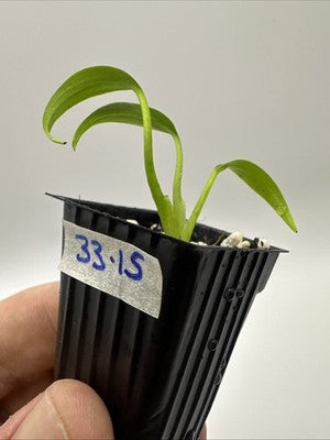 Monstera Burle Marx Flame #33.15