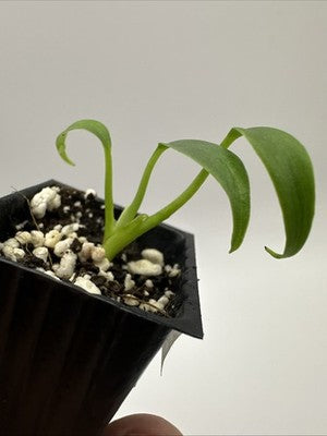 Monstera Burle Marx Flame #33.15