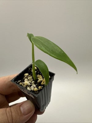 Monstera Burle Marx Flame #33.8
