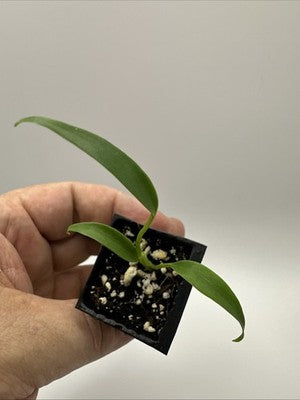 Monstera Burle Marx Flame #33.22