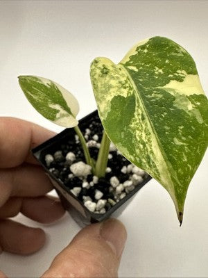 Monstera Thai Constellation, Highly Variegated. Very Rare #2