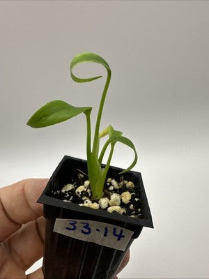 Monstera Burle Marx Flame #33.14