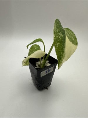 Monstera Thai Constellation, Highly Variegated. Very Rare #13