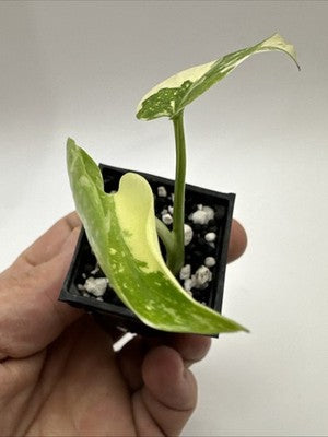Monstera Thai Constellation, Highly Variegated. Very Rare #20