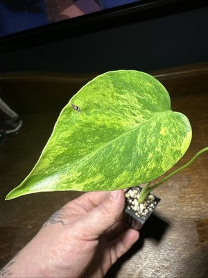 Monstera Deliciosa Aurea Large Form 1