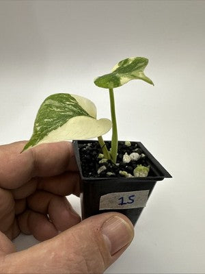 Monstera Thai Constellation, Highly Variegated. Very Rare #15