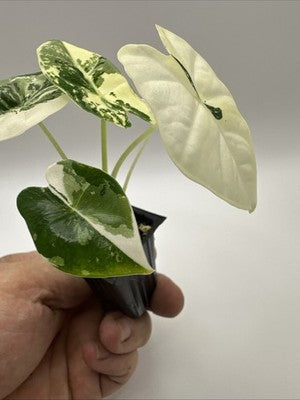 💚🤍🪴Alocasia Frydek Albo Variegated #33.2