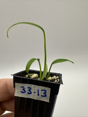 Monstera Burle Marx Flame #33.13
