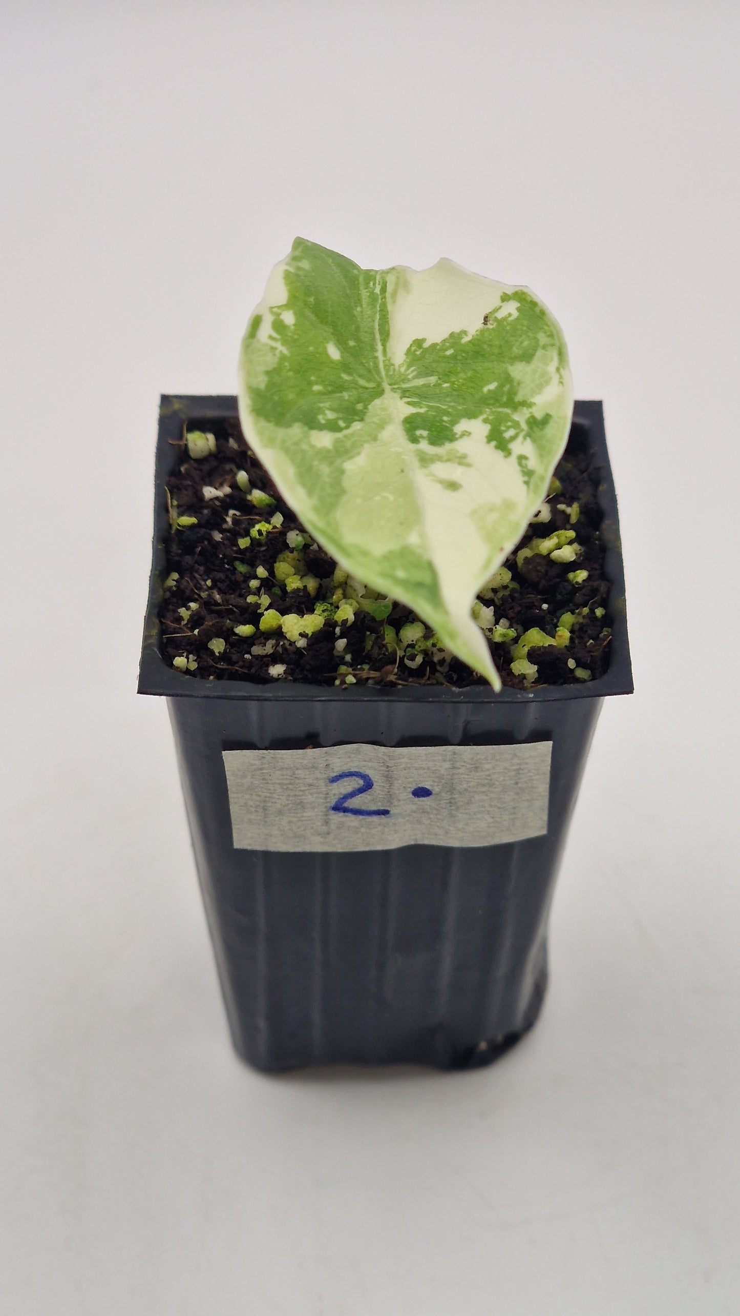 Alocasia Melo Albo #2.
