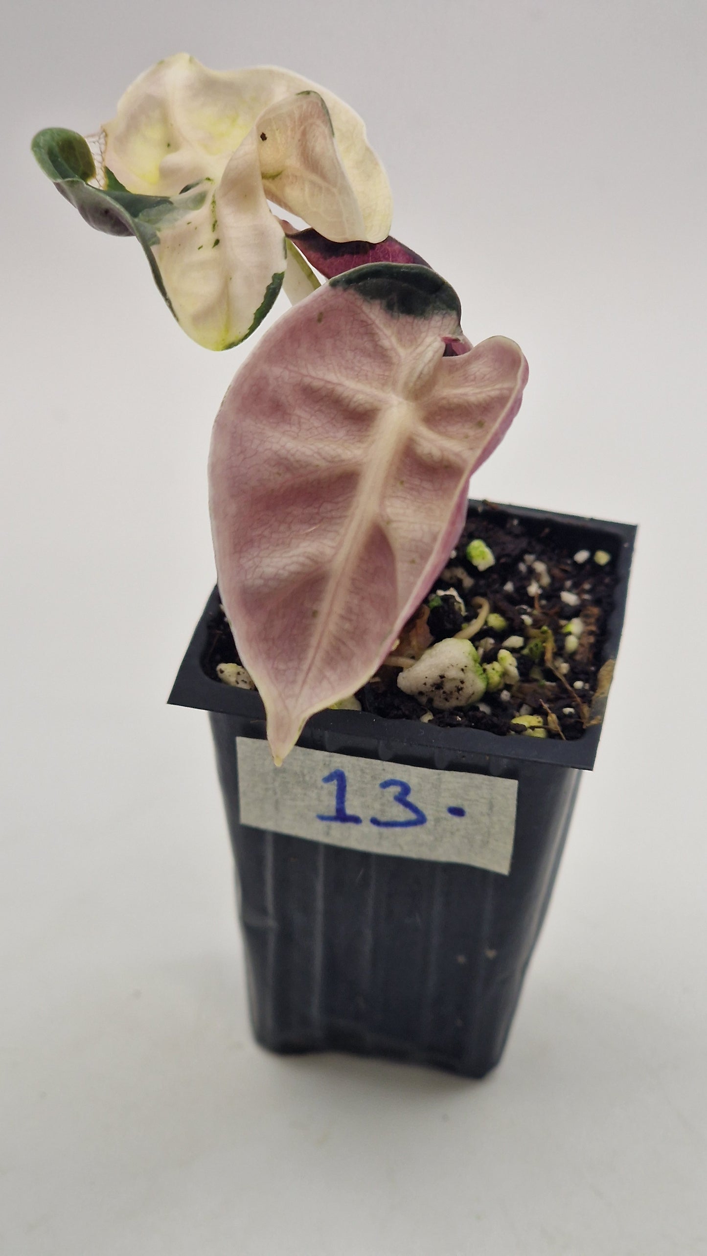 Alocasia Balloon Heart Pink Var #13.