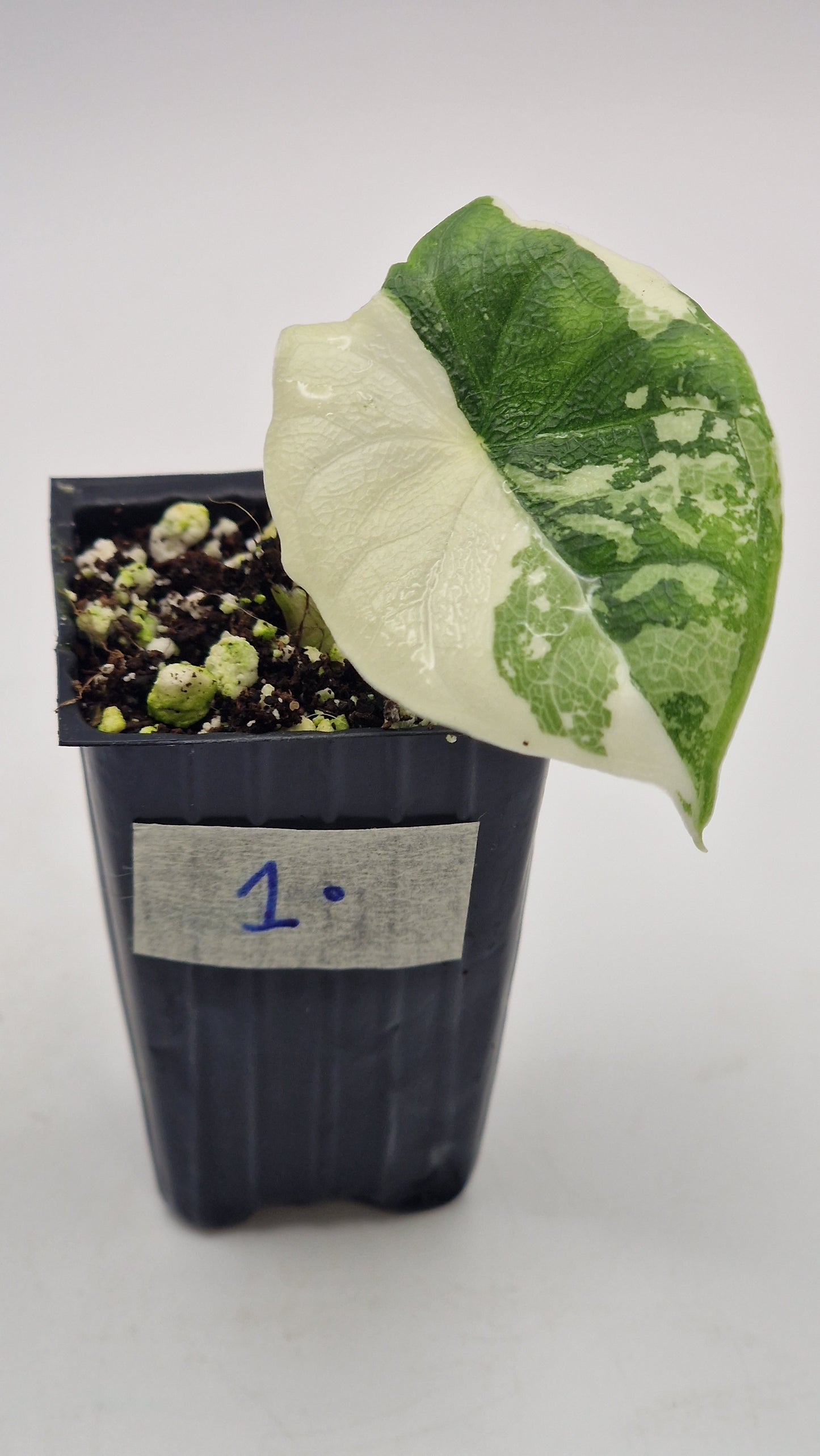 Alocasia Melo Albo #1.