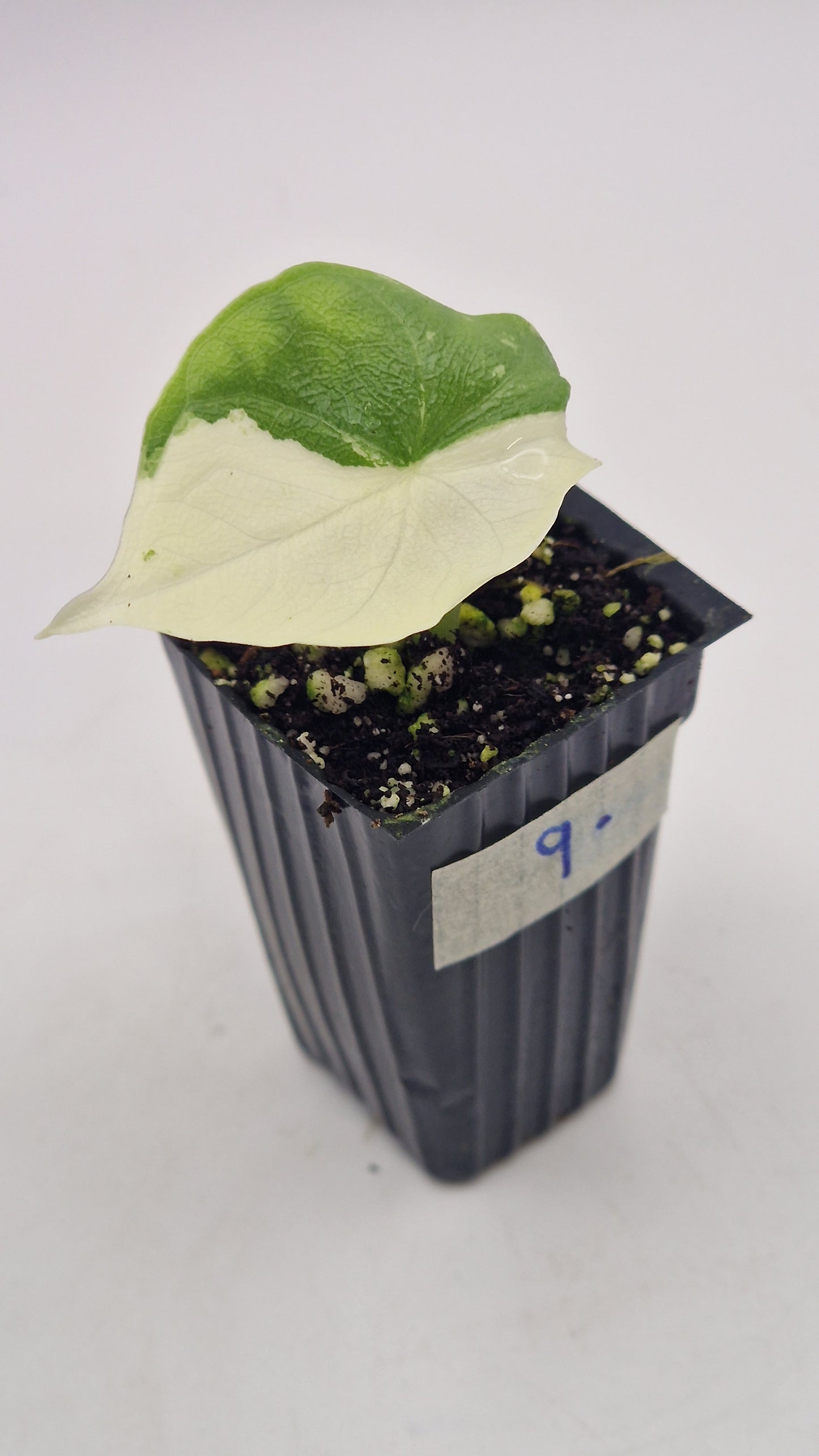 Alocasia Melo Albo #9.