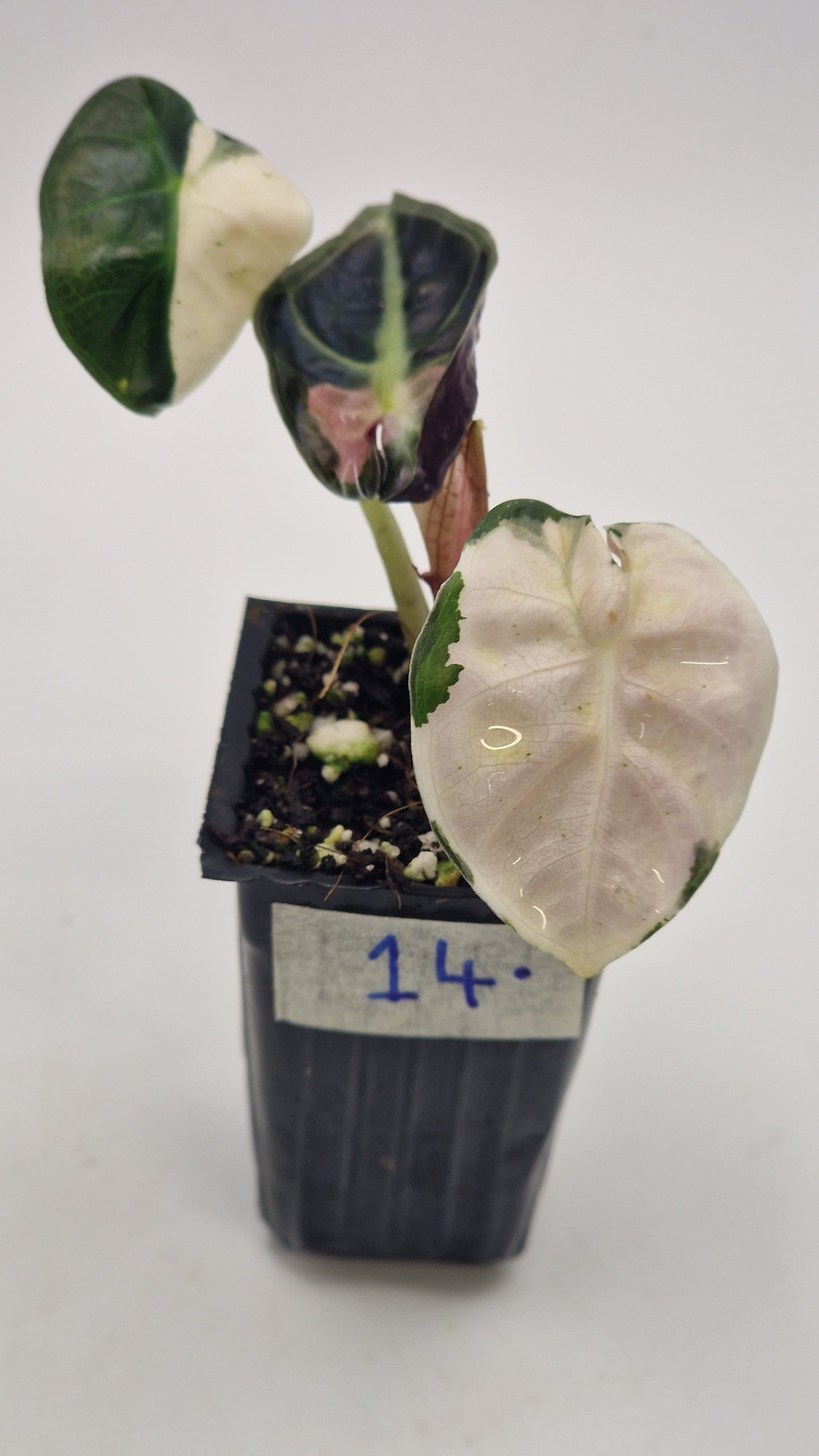 Alocasia Balloon Heart Pink Var #14.