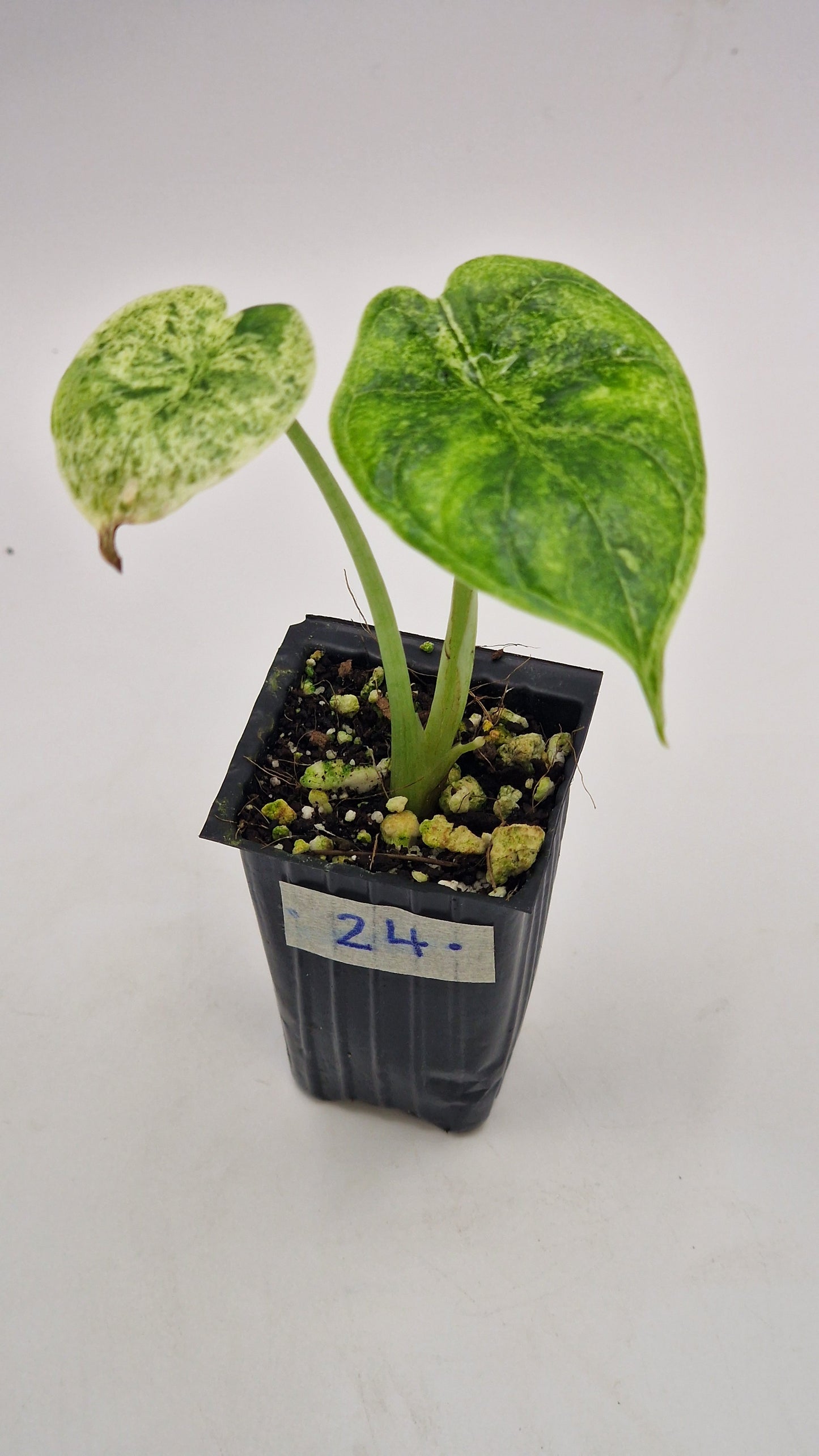 Alocasia Dragon Scale Mint Var #24.