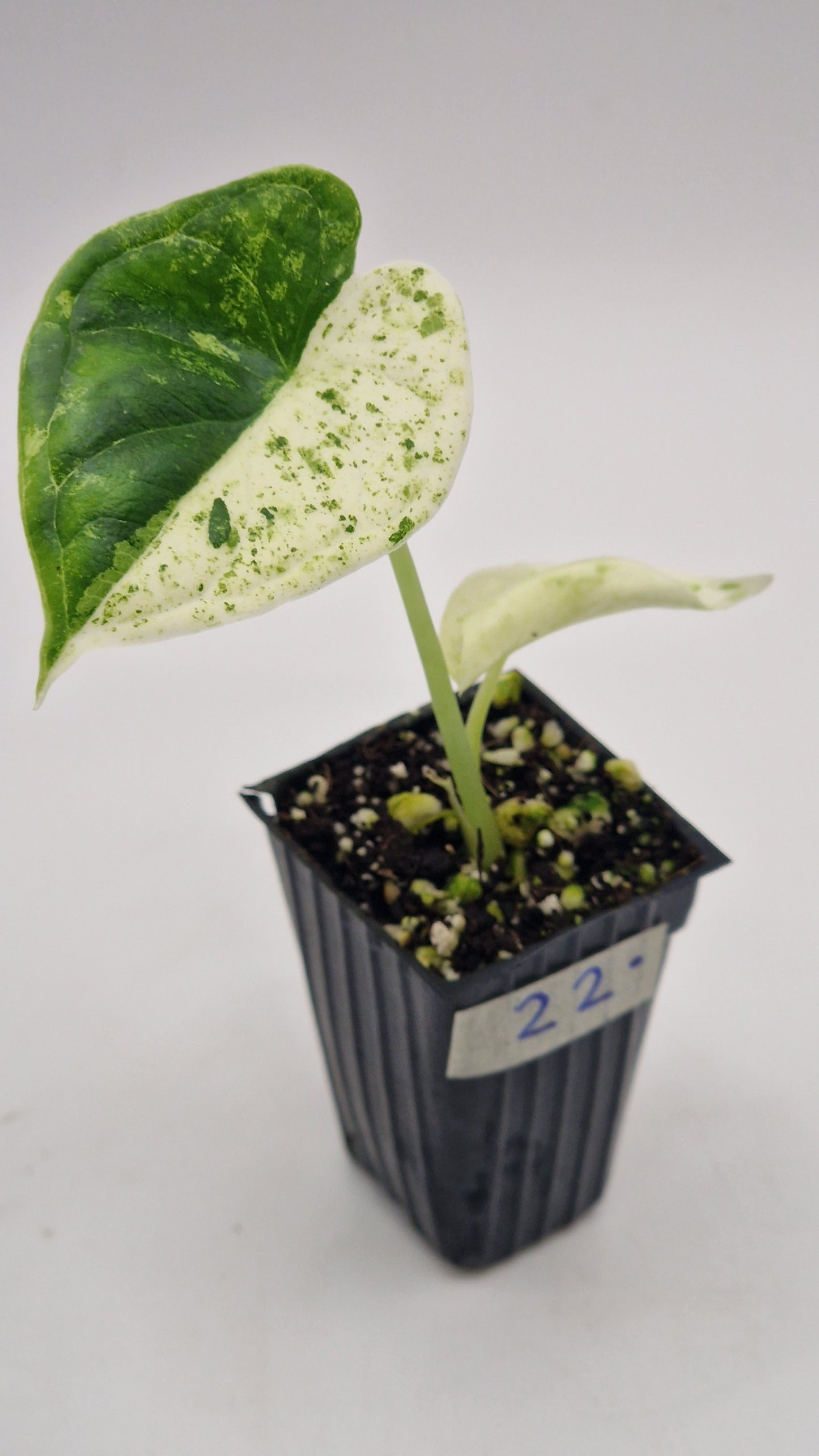 Alocasia Dragon Scale Mint Var #22.