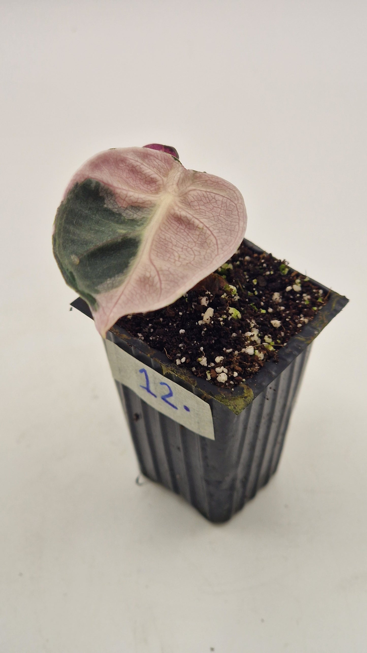 Alocasia Balloon Heart Pink Var #12.