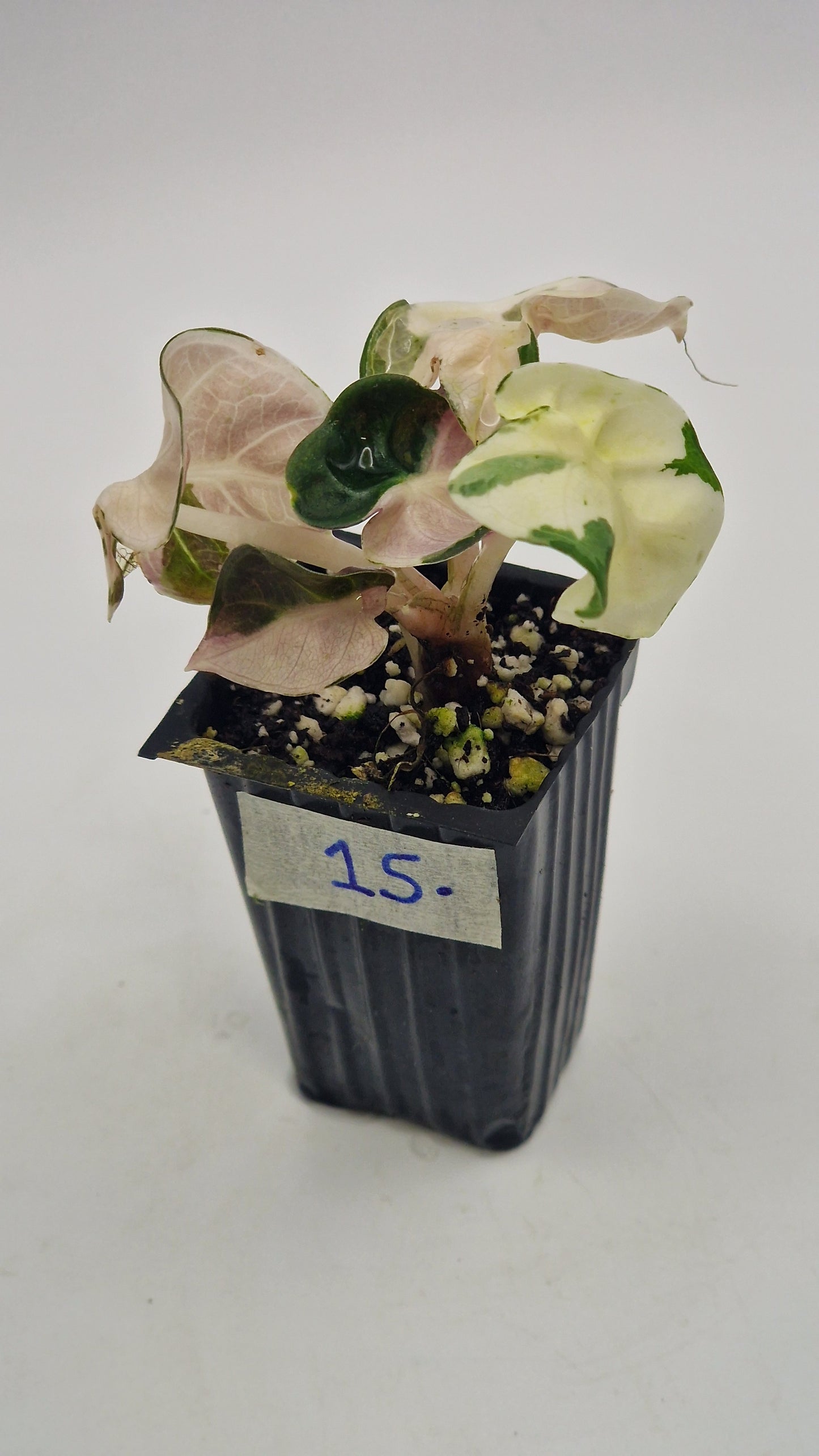 Alocasia Balloon Heart Pink Var #15.