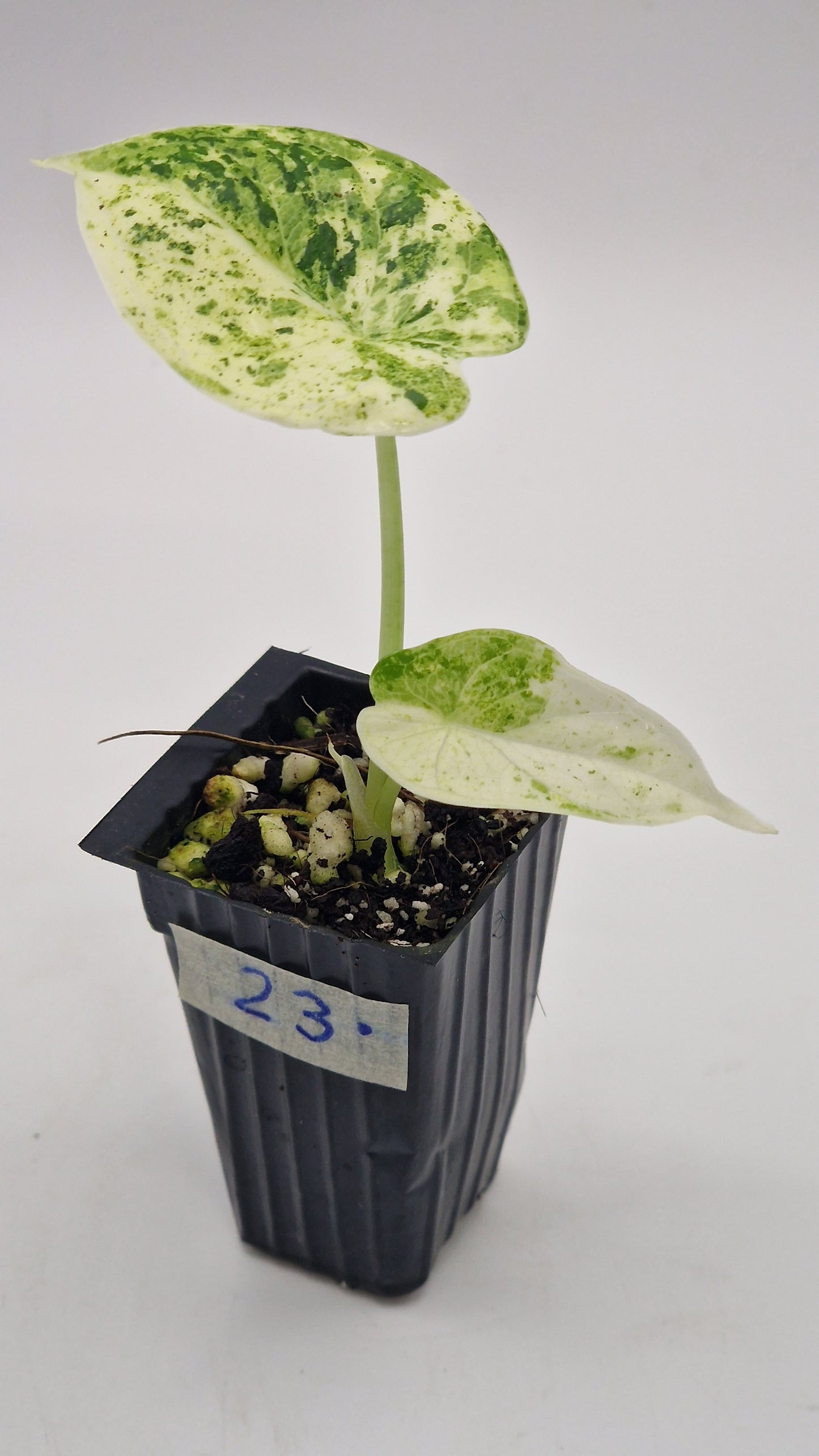 Alocasia Dragon Scale Mint Var #23.