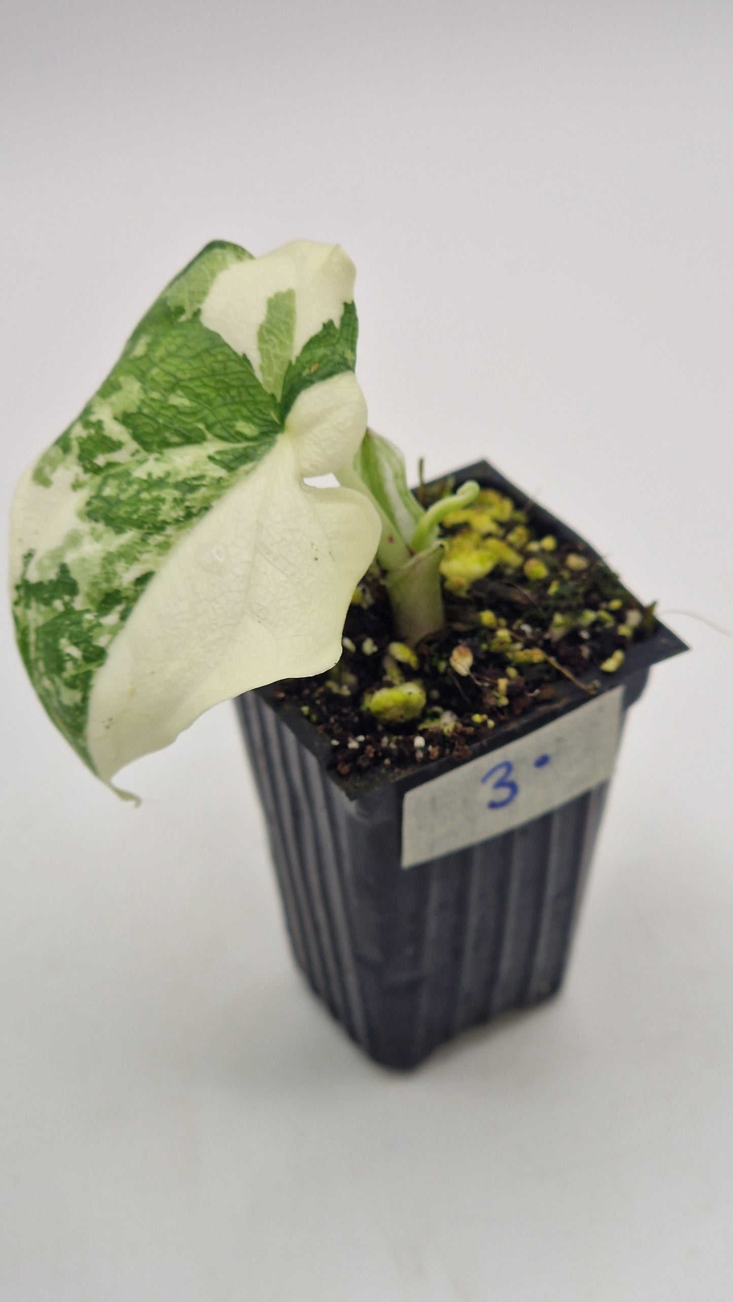 Alocasia Melo Albo #3.