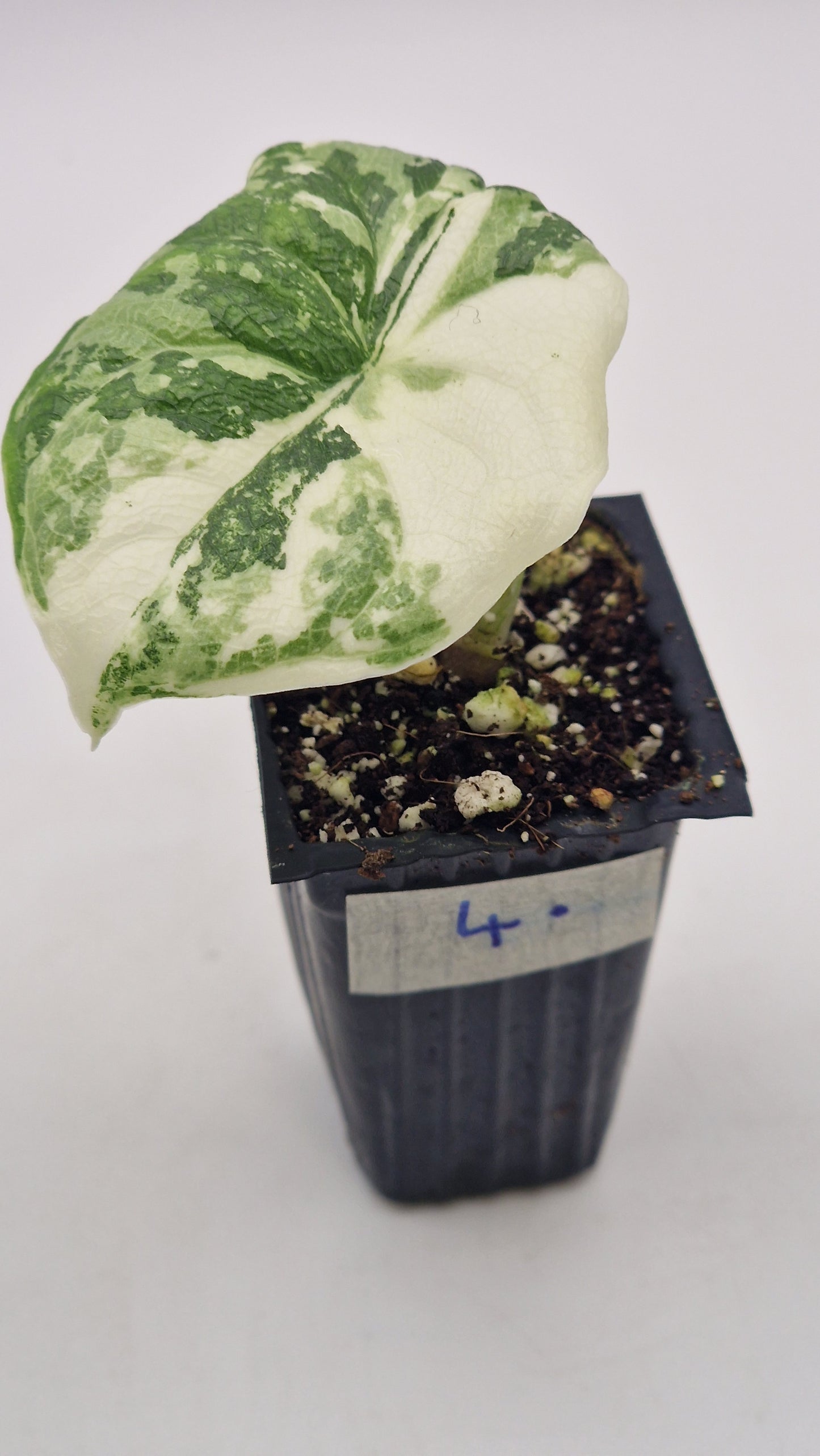 Alocasia Melo Albo #4.