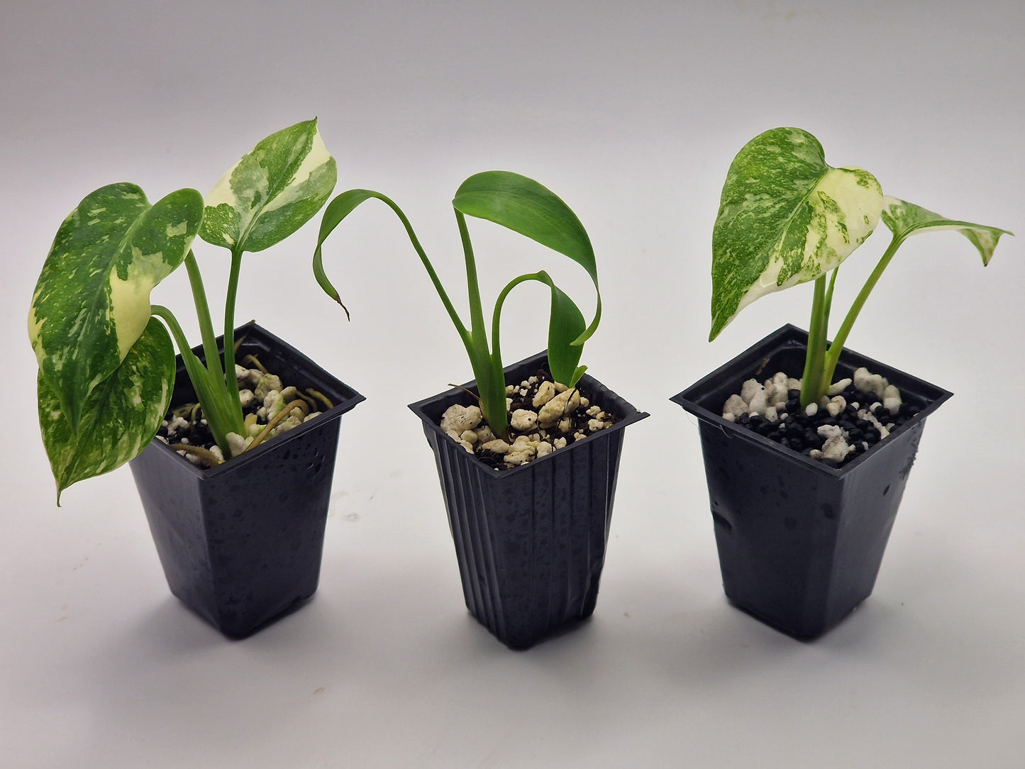 Monstera Bundle 👻📦🪴