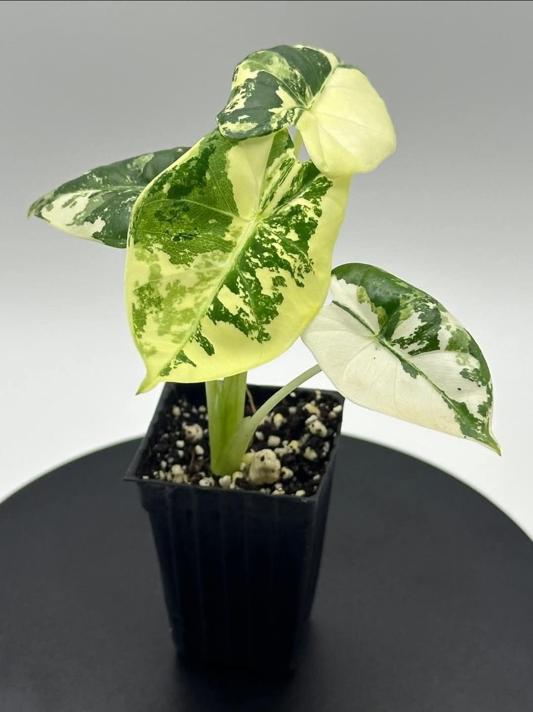 Plants