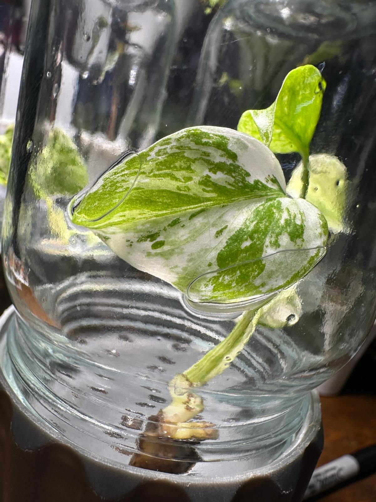 Plant Tissue Culture