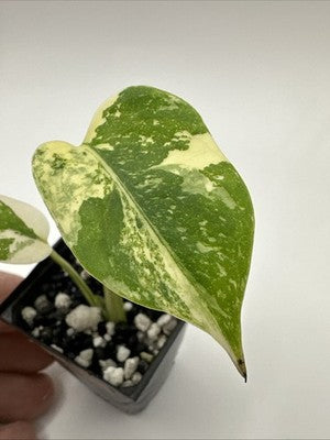 Monstera Thai Constellation, Highly Variegated. Very Rare #2