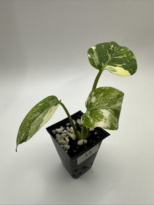 Monstera Thai Constellation, Highly Variegated. Very Rare #12