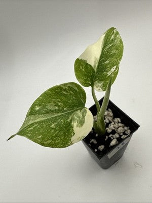 Monstera Thai Constellation, Highly Variegated. Very Rare #18