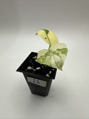 Monstera Thai Constellation, Highly Variegated. Very Rare #11