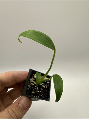 Monstera Burle Marx Flame #33.16