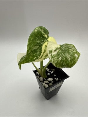 Monstera Thai Constellation, Highly Variegated. Very Rare #6
