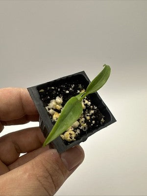 Monstera Burle Marx Flame #33.7