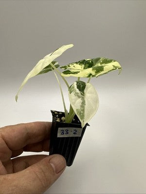 💚🤍🪴Alocasia Frydek Albo Variegated #33.2