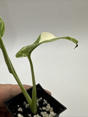 Monstera Thai Constellation, Highly Variegated. Very Rare #18