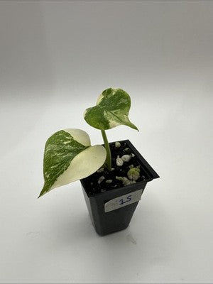 Monstera Thai Constellation, Highly Variegated. Very Rare #15