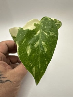 Monstera Thai Constellation, Highly Variegated. Very Rare #14