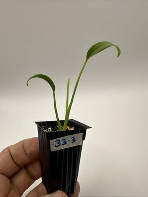 Monstera Burle Marx Flame #33.3