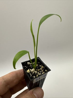 Monstera Burle Marx Flame #33.12