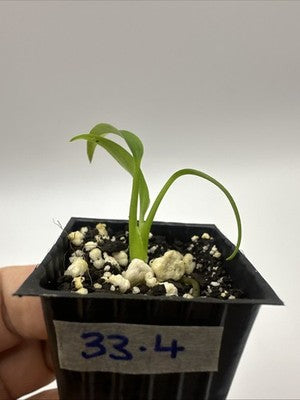 Monstera Burle Marx Flame #33.4
