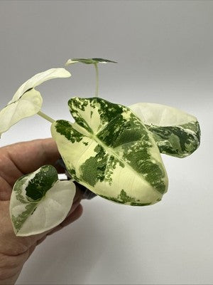 💚🤍🪴Alocasia Frydek Albo Variegated #33.2