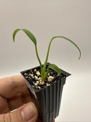 Monstera Burle Marx Flame #33.5