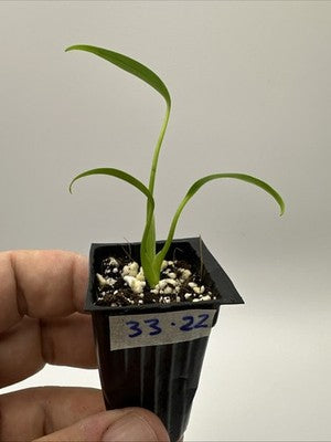 Monstera Burle Marx Flame #33.22