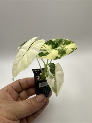 💚🤍🪴Alocasia Frydek Albo Variegated #33.2