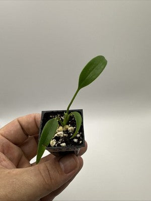 Monstera Burle Marx Flame #33.24